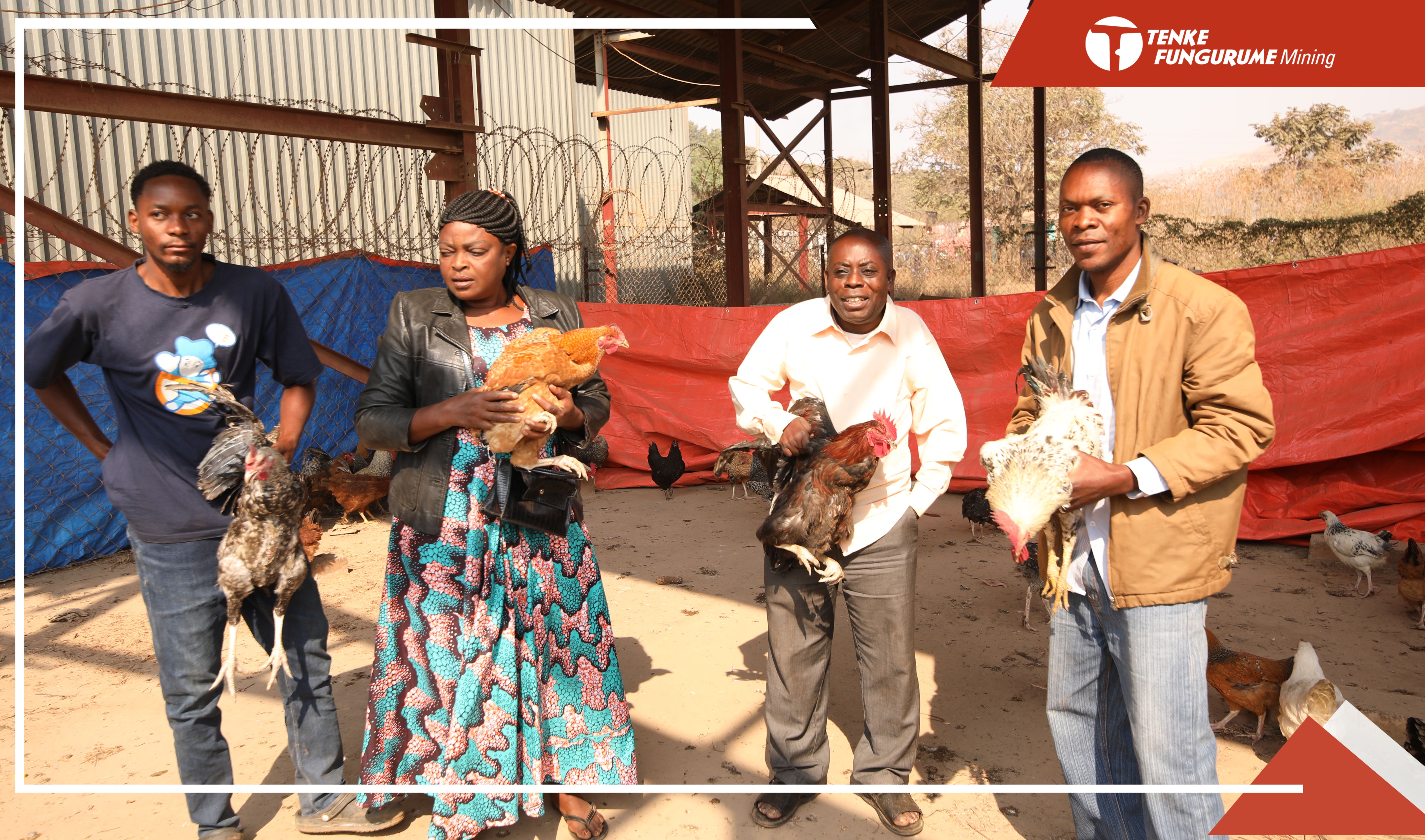 TFM APPUIE L’AVICULTURE PAR LA DISTRIBUTION DES POULES SASSO AUX ÉLEVEURS DE SA CONCESSION · Official website of Tenke Fungurume Mining (TFM)