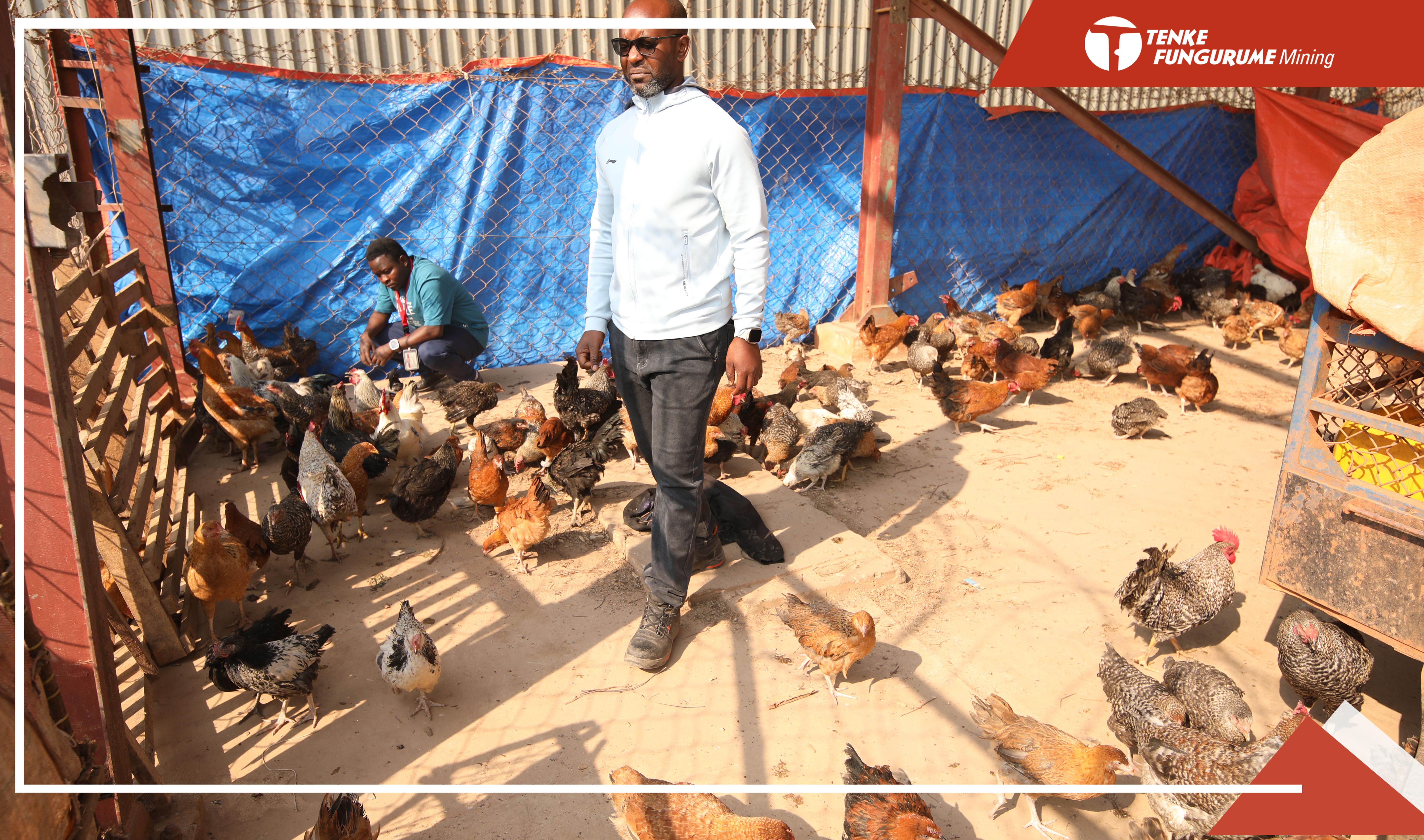 TFM APPUIE L’AVICULTURE PAR LA DISTRIBUTION DES POULES SASSO AUX ÉLEVEURS DE SA CONCESSION · Official website of Tenke Fungurume Mining (TFM)
