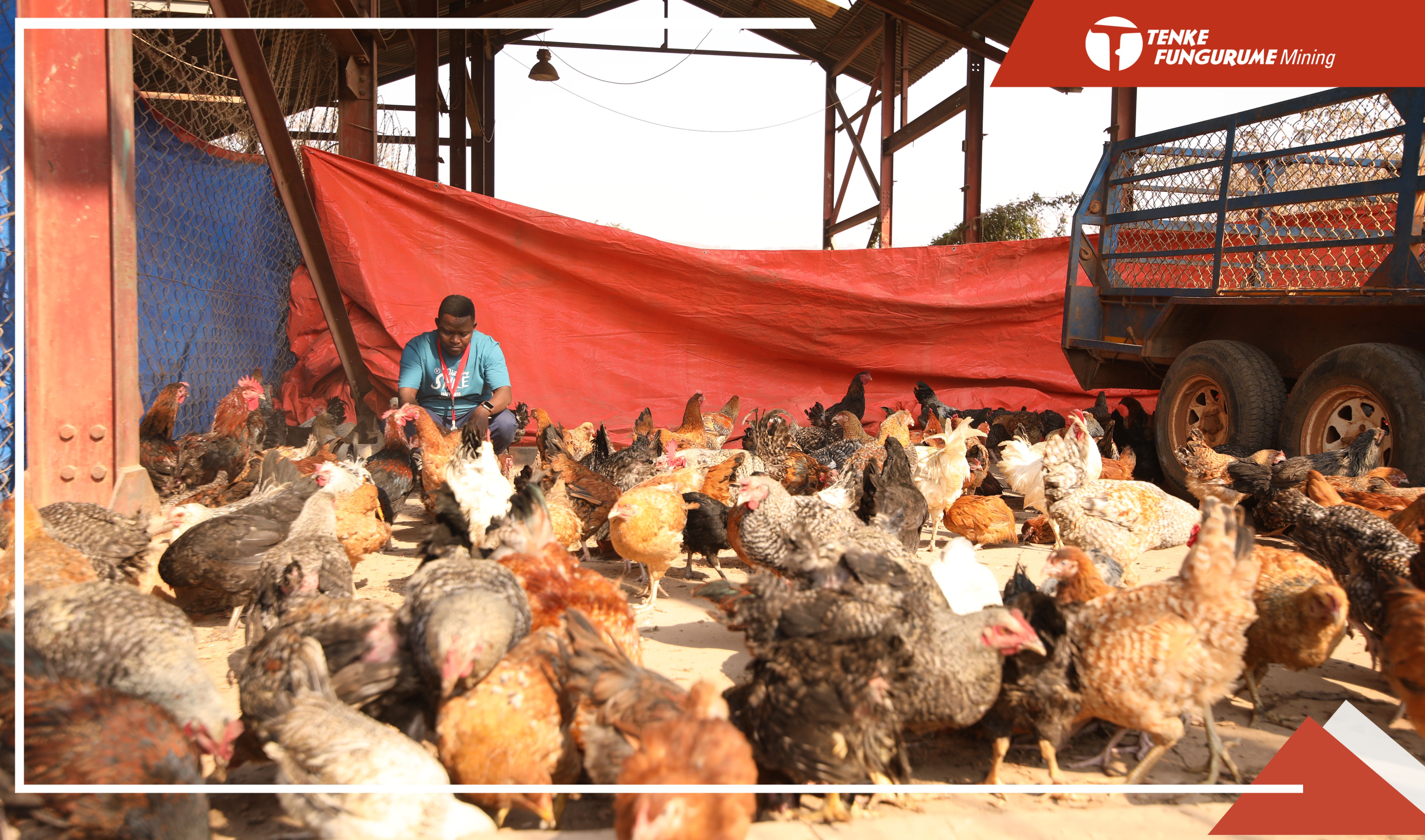 TFM APPUIE L’AVICULTURE PAR LA DISTRIBUTION DES POULES SASSO AUX ÉLEVEURS DE SA CONCESSION · Official website of Tenke Fungurume Mining (TFM)